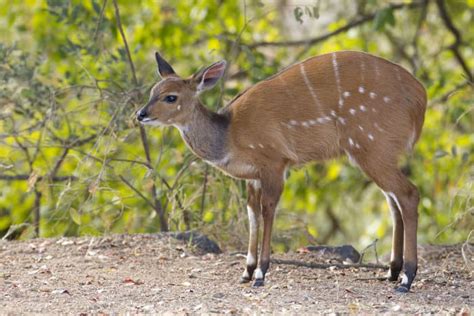 The Bushbuck: Much More Than Africa’s Bambi