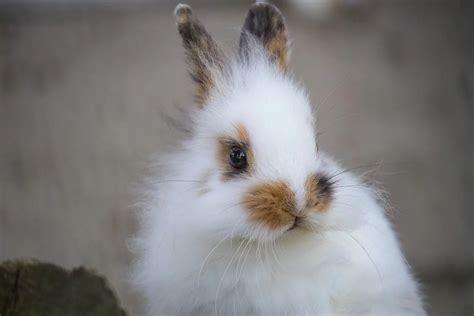 English Spot - 10 Most Beautiful Rabbit Breeds