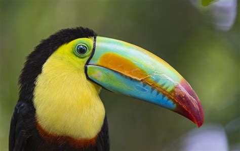 Toucan from the other side | Another toucan portrait, this t… | Flickr