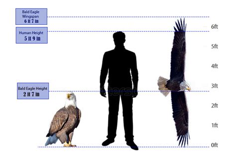 What is the bald eagle size? - Avian Report