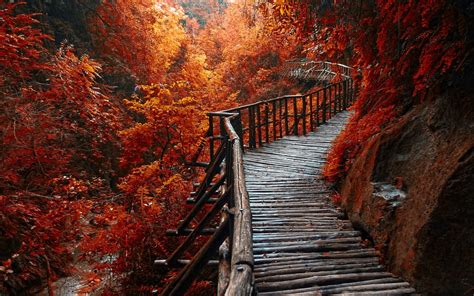 Landscape photography of wooden bridge covered in orange leafed trees ...