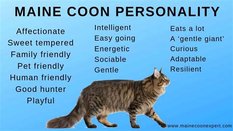 The Personality Of The Maine Coon Cat - Maine Coon Expert