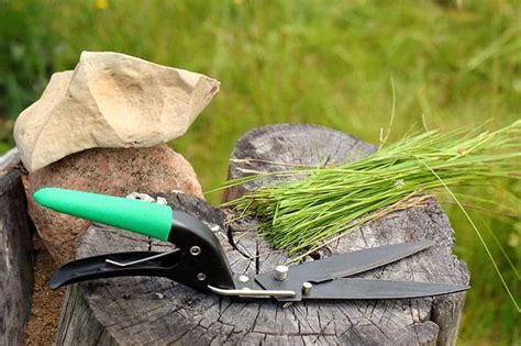 The Best Grass Shears For A Neat And Tidy Garden - Buyer's Guide | Trees.com