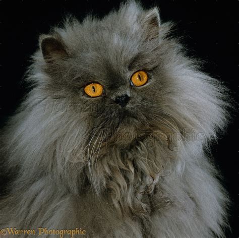 Blue Persian longhair cat photo WP15560