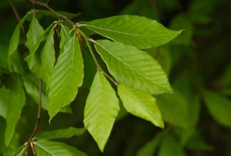 American Beech Tree (Fagus grandifolia): Native Plant Guide