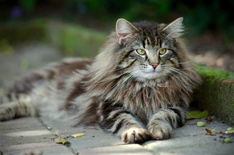 Funky Felines: Here Are the Weirdest-Looking Cat Breeds