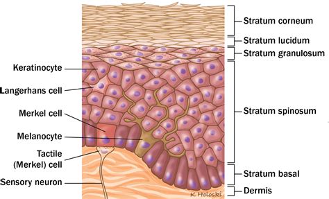 Skin Anatomy Epidermis