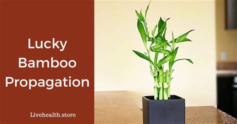 Lucky Bamboo Propagation - Live Health