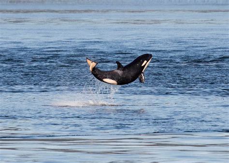 Official orca census: 81 whales, including 4 babies | The Seattle Times