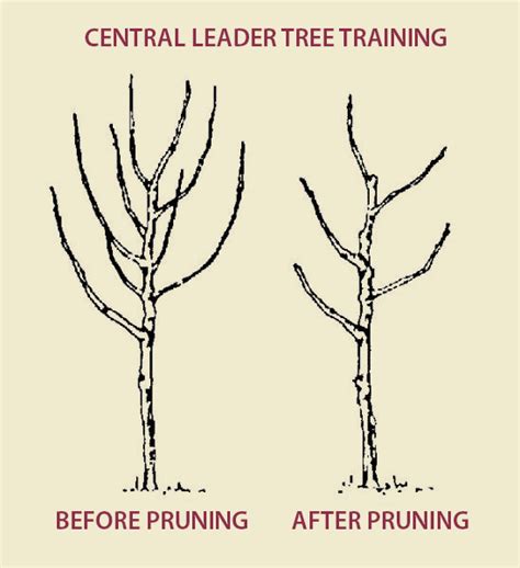 Pruning Apple Trees - Stark Bro's