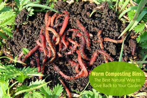 How To Build a Worm Farm For the Garden in 10 Easy Steps