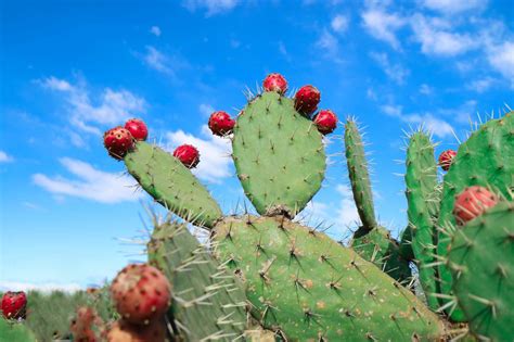 How to harvest, peel and make syrup from prickly pear cactus fruit, a Texas native fruit coming ...