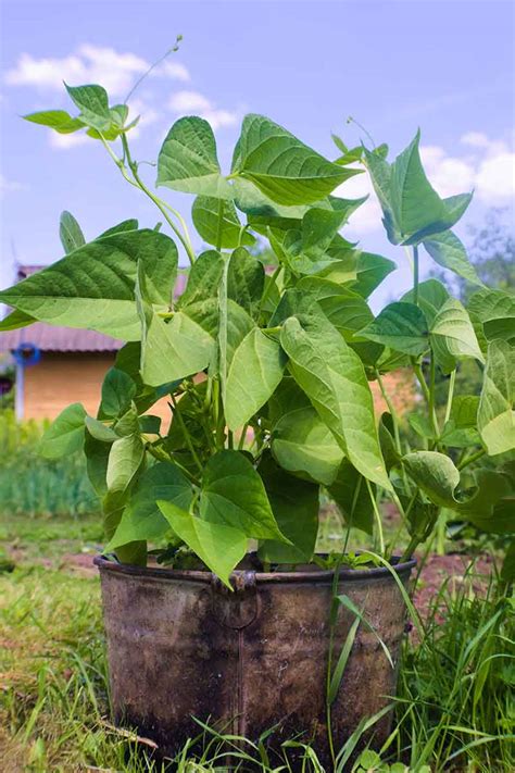 How to Grow Bush Beans | Gardener’s Path