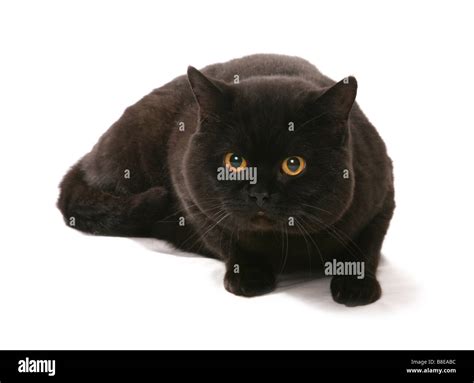 Black British Shorthair Cat Laying Studio Stock Photo - Alamy