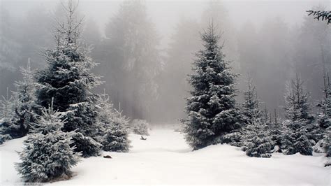 nature, Landscape, Snow, Forest Wallpapers HD / Desktop and Mobile Backgrounds