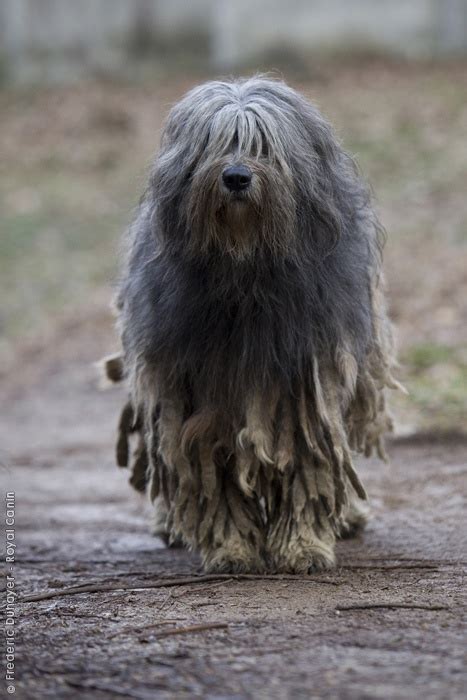 17 Best images about Bergamasco Shepherd on Pinterest | Sheep dogs ...