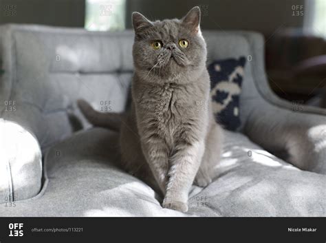 Grey Exotic Shorthair cat sitting on a bed stock photo - OFFSET