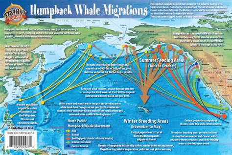 Pacific Humpback Whale Migration Card – Franko Maps