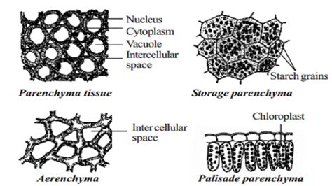 Classification of permanent tissue : Simple and Complex tissue