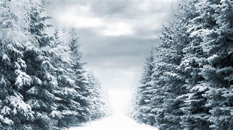 Snow Trees Wallpapers - Top Free Snow Trees Backgrounds - WallpaperAccess