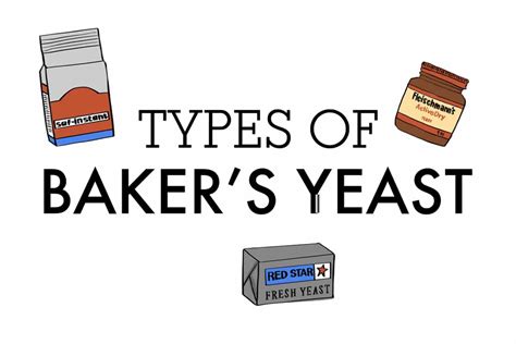 Types of Baker's Yeast • Longbourn Farm