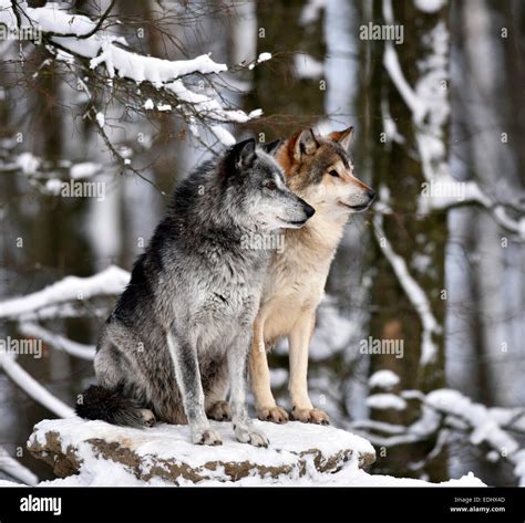 Male and female leaders of the pack, alpha wolf, Northwestern wolf ...