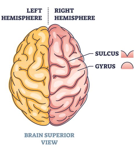 Gyri and Sulci of the Brain