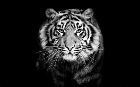 Black and White Tiger Wallpapers - Top Free Black and White Tiger Backgrounds - WallpaperAccess