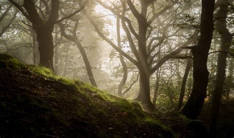 Ultimate Guide to Forest Photography - Tips and Tricks | Click and Learn Photography