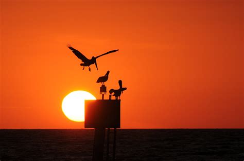 Orange Sunset Pelican Beach Silhouette Ocean Paradise Tropical