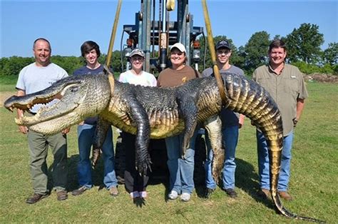 Record-breaking alligators caught just three days into hunting season - gulflive.com