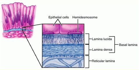 Basal Lamina Vsmembrane