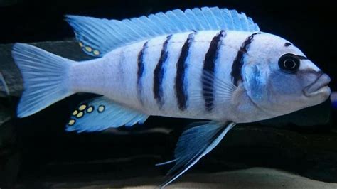 https://cichlidspecies.com/lake-malawi/mbuna/ | African cichlid aquarium, Cichlids, Tropical ...