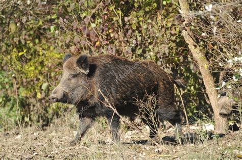 Wild boar hunting — Stock Photo © predrag1 #4342158