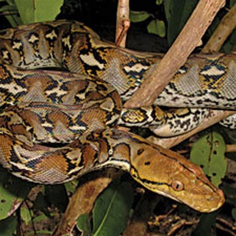 Do Burmese Pythons Have Predators?