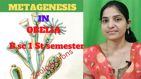 Metagenesis in Obelia b.sc 1st year||Life cycle of Obelia||Alternation ...