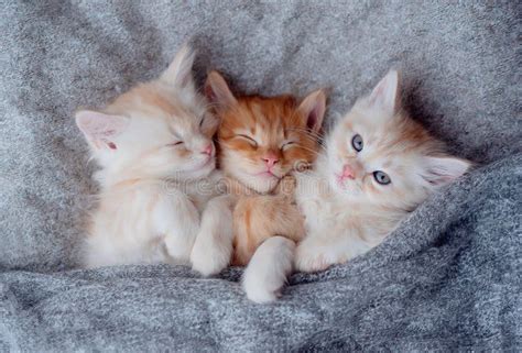 Gatitos Lindos Durmiendo En Una Manta De Piel. Concepto De Felinos Adorables Felices Foto de ...