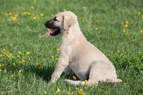 Turkish Kangal Dog | Dog Breeds