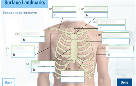 surface landmarks Diagram | Quizlet