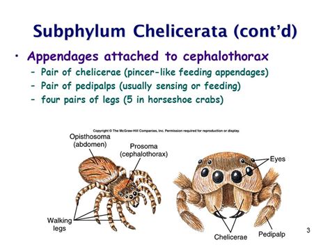 Subphylum Chelicerata Examples