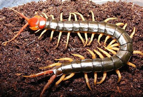 Chinese red headed centipede - Alchetron, the free social encyclopedia