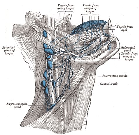 Jugulodigastric lymph node - wikidoc