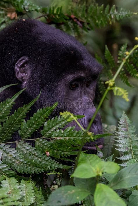 The Mountain Gorilla Gorilla Beringei Beringei is a Subspecies of Eastern Gorilla. Stock Image ...