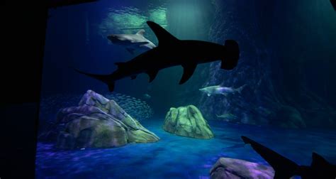 InPark Magazine – Georgia Aquarium opening one of the world’s largest shark exhibits