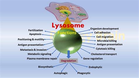 What does the Lysosome do in a animal cell? - Biology Brain