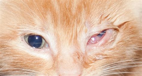 Cat Eye Infection Home Remedies, Causes, and Pictures | Dogs, Cats, Pets