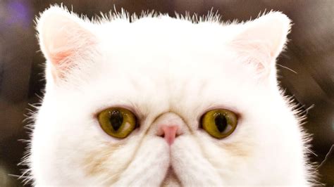 The 30 best cat breeds, ranked | Mashable