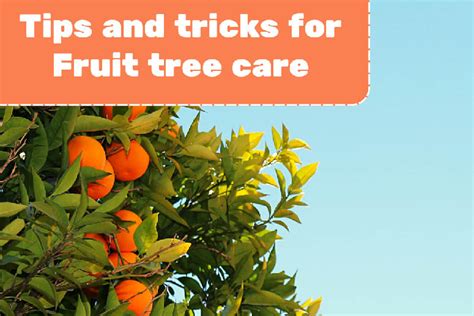 How to plant and care for fruit trees? | Tree Rangers