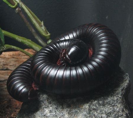 Millipede | Facts, Types & Habitat - Video & Lesson Transcript | Study.com