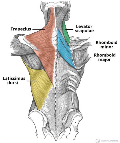 Lower Back Muscles Muscles lower muscle anatomy diagram strain human pain body information upper ...